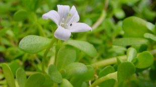 Bacopa Monnieri