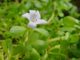 Bacopa Monnieri
